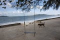 Stray Dogs playing and relax at outdoor beside beach and sea Royalty Free Stock Photo