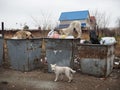 Stray dogs rummage through dumpsters in autumn Royalty Free Stock Photo