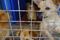 Shanghai stray dog rescue station