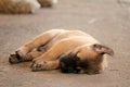 Stray dogs sleep happily alone, waiting for the palace to find good things in life. Royalty Free Stock Photo