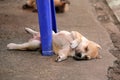 Stray dogs sleep happily alone, waiting for the palace to find good things in life. Royalty Free Stock Photo