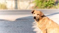 Stray dogs standing on the roadside. Royalty Free Stock Photo