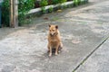 Stray dogs on the street, sitting languidly. Royalty Free Stock Photo