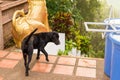 Stray dogs in the temple thailand.