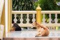 Stray dogs in the temple thailand.