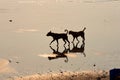 Stray dogs at Uttan Beach Royalty Free Stock Photo