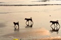 Stray dogs at Uttan Beach Royalty Free Stock Photo