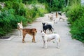 The stray dogs are waiting for food from the people who have pas Royalty Free Stock Photo