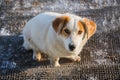 Stray fat dog looks you in the eye sitting on the threshold