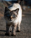 A stray or feral cat with blue eyes staring at the camera