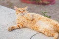 Ginger cat bellyful sleeping outdoors Royalty Free Stock Photo
