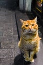 Stray ginger cat looking up at camera looking begging for food in Istanbul, Turkey
