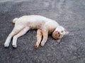 Stray Ginger Cat Lying on the Floor