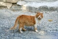 Stray ginger cat on a shabby street