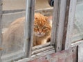 A stray ginger cat sitting inside an abandoned building looking out of a window