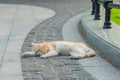 Stray ginger cat sleeping on the pavement