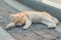 Stray ginger cat sleeping on the pavement