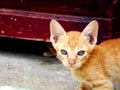 Stray ginger kitten looking at camera with other kittens under the door frame