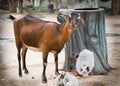 Stray goat is eating garbage