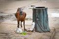 Stray goat is eating garbage