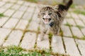 A stray gray cat loudly begs for food. Portrait of a beautiful street cat in summer