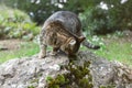 A stray gray tabby cat eats food on a rock in the park Royalty Free Stock Photo