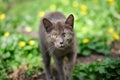 Stray grey kitten Royalty Free Stock Photo