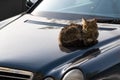 Stray homeless cat resting on the car hood