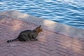 Stray homeless cat sits by the sea and looks at the ocean. Abandoned cat sitting near sea cost and looking on the sea