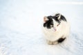 Stray and homeless cat in the snow. sad stray cat freezes on snow. stray animals in winter. Portrait Abandoned cat frozen street.