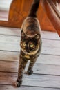 A stray homeless cat waiting for food in a Bulgarian restaurant.