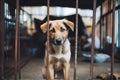 Stray homeless dog in animal shelter cage. Sad abandoned hungry dog behind old rusty grid of the cage in shelter for