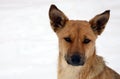 A stray homeless dog. Portrait of a sad orange dog on a snowy background