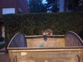 Stray homeless kitten cat on trash container, looking at camera. Royalty Free Stock Photo