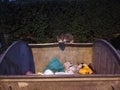 Stray homeless kitten cat on trash container Royalty Free Stock Photo