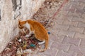 Stray hungry cat on city street