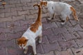 Stray hungry cats on city street