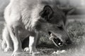 Stray hungry dog chewing a bone, close-up, black and white photo.