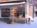 Stray hungry dogs surrounded a grocery store in the Siberian city in winter