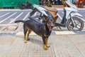 Stray hungry street dog Nai Thon Naithon Beach Phuket Thailand