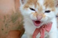 Stray kitten angry Royalty Free Stock Photo