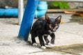 The stray kitten escapes the catch behind the bush.