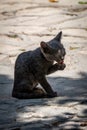 A stray kitten grooming, on the Island of Cyprus