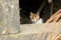 Stray Kitten Looking At Me, Montenegro Royalty Free Stock Photo