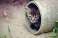 Stray kitten Royalty Free Stock Photo