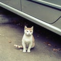 Stray kitten on the street Royalty Free Stock Photo