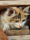 Stray Kitten Royalty Free Stock Photo