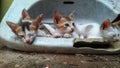 Stray kittens resting on a broken piece of ceramic wash basin, symbol of hard times survival