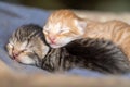Stray Kittens sleeping Royalty Free Stock Photo