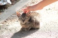 Stray kitty in the street Royalty Free Stock Photo